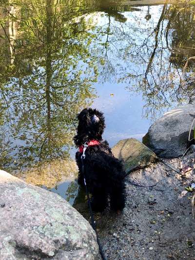 Dogorama-Monats-Challenge-Mai "Wasser"-Beitrag-Bild