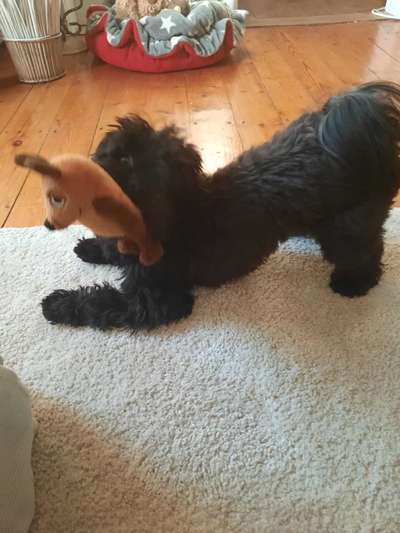 Die Dogorama Wochen Challenge-Beitrag-Bild