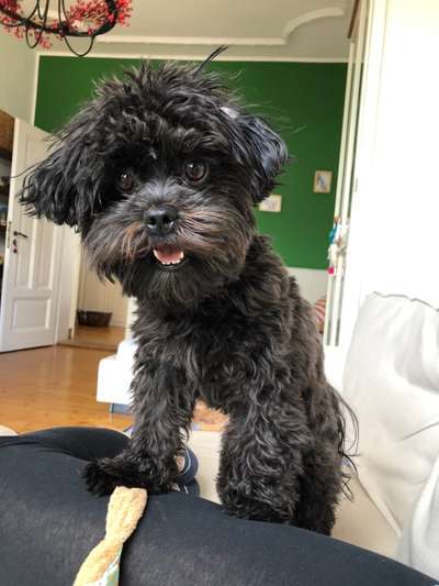 Dogorama Photo Challenge - Einmal lächeln bitte-Beitrag-Bild