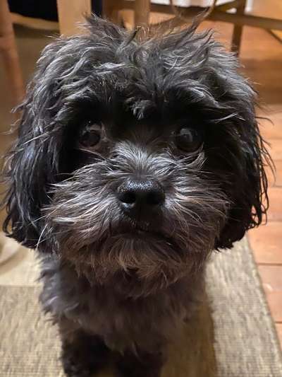 Dogorama Photo Challenge - Portrait-Beitrag-Bild