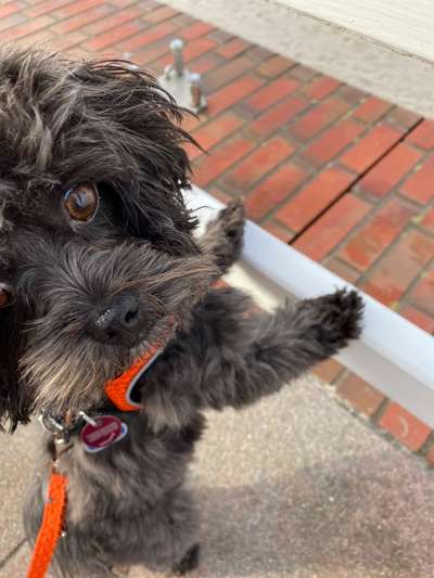 Dogorama Photo Challenge - Portrait-Beitrag-Bild