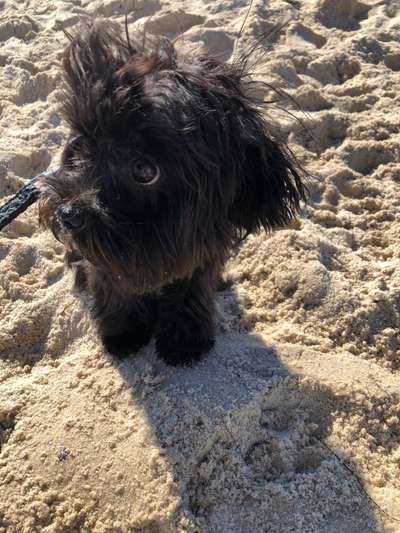 Die Dogorama Kalender Challenge 4/4-Beitrag-Bild