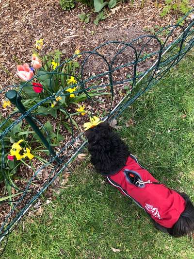 Die Dogorama Monats Challenge "Es grünt und blüht"-Beitrag-Bild