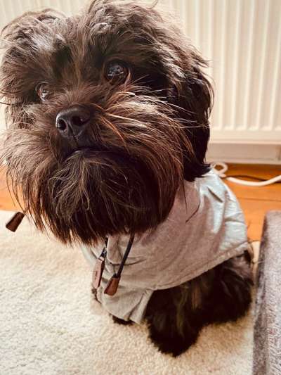 Dogorama Photo Challenge - Hundeblick zum hinschmelzen-Beitrag-Bild