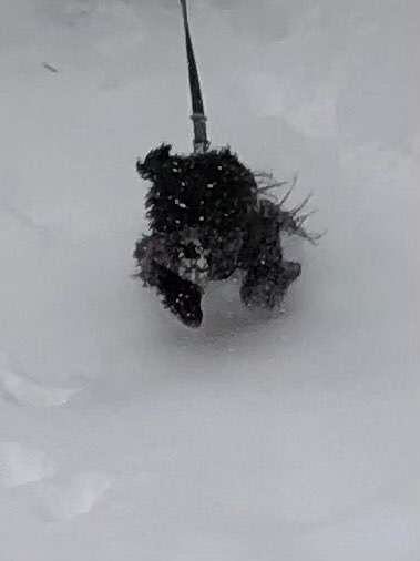 Die Dogorama Kalender Challenge Teil 2/4-Beitrag-Bild