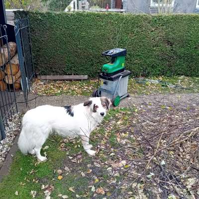 Herdenschutzhunde-Beitrag-Bild