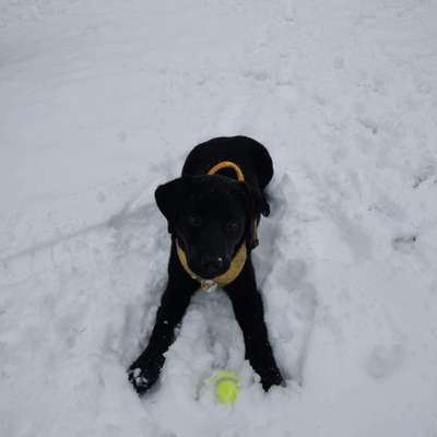 Hundetreffen-Bailey sucht neue Freunde zum Gassi gehen und spielen-Bild