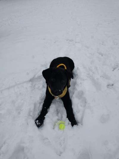 Dogorama Photo Challenge - Winterstimmung-Beitrag-Bild