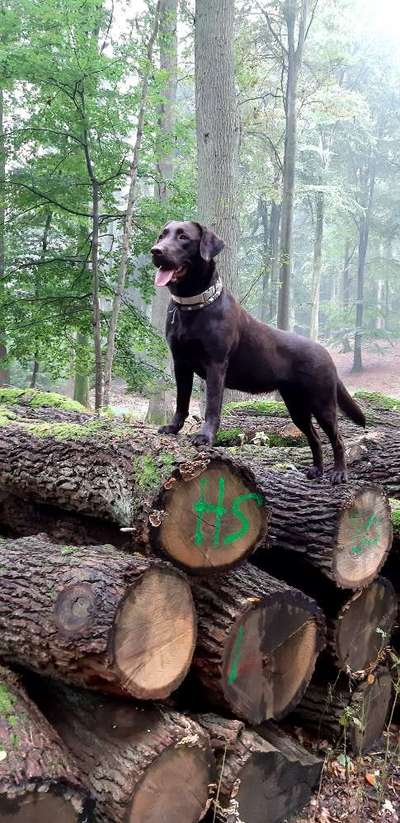 Die Dogorama Kalender Challenge Titelbild-Beitrag-Bild