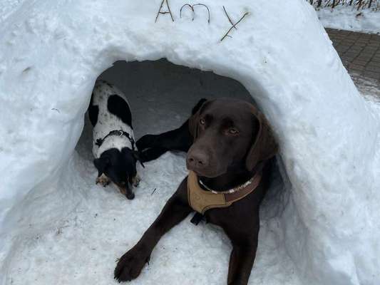 Dogorama Photo Challenge - Es wird nochmal kalt!-Beitrag-Bild