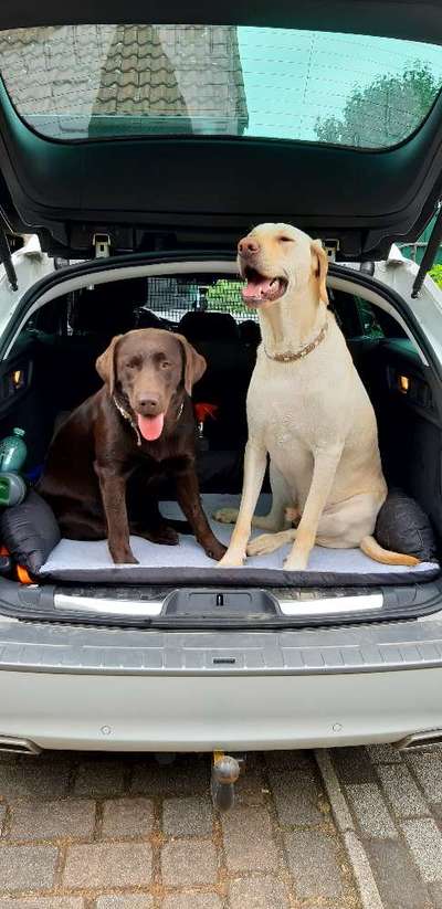 Bester Freund, Hundekumpel - zeigt her!-Beitrag-Bild