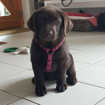 Welpenfotos-Beitrag-Bild