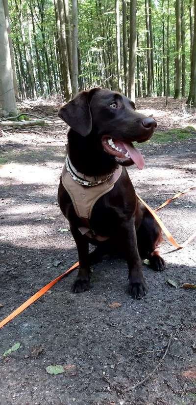 Welpenfotos-Beitrag-Bild