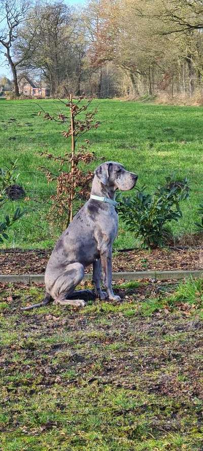 Deutsche Doggen aus Ostfriesland-Beitrag-Bild