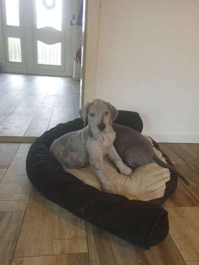 Deutsche Doggen Besitzer zeigt euch-Beitrag-Bild