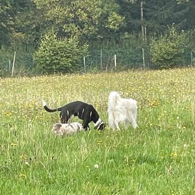 Hundetreffen-Windhundauslauf Gladbeck-Bild