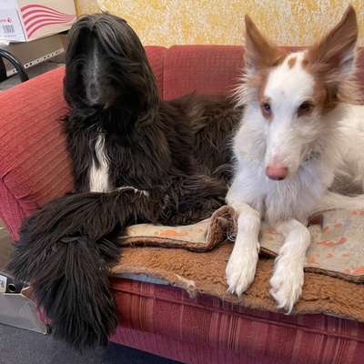 Windhunde - Treffen der besonderen Schönheiten
HERZLICH WILLKOMMEN-Beitrag-Bild