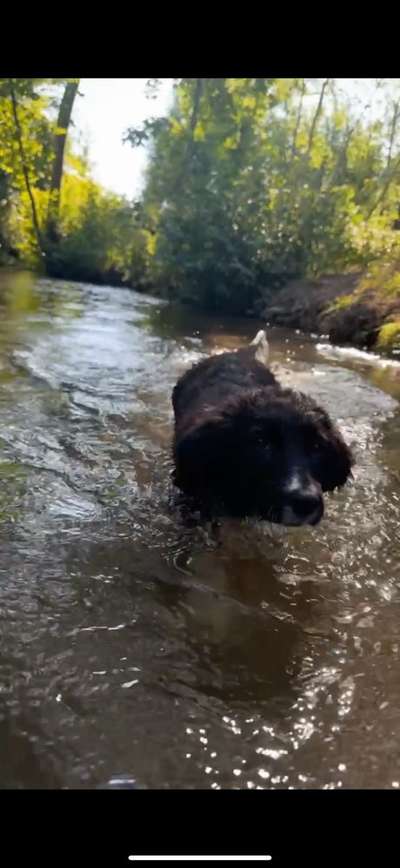 Hundetreffen-Spiel/Trainingstreff-Bild