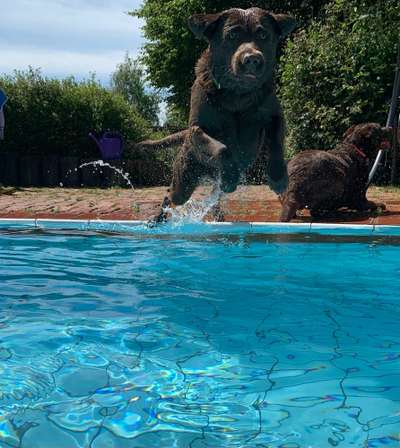 Labradorfans-Beitrag-Bild