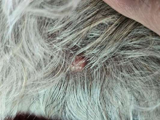 Warze oder doch Mastzelltumor-Beitrag-Bild