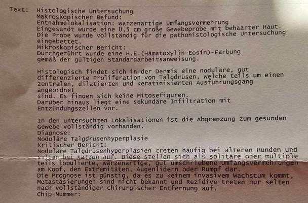 Warze oder doch Mastzelltumor-Beitrag-Bild