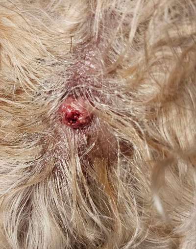Warze oder doch Mastzelltumor-Beitrag-Bild