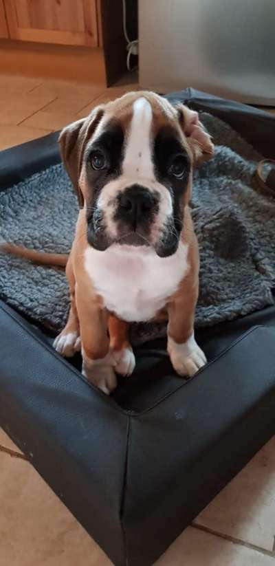 Als Welpen sind sie alle noch süßer-Beitrag-Bild