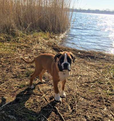 Dein Hund im Dogorama-Kalender 2021-Beitrag-Bild