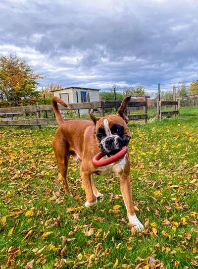 Deutsche Boxer-Beitrag-Bild