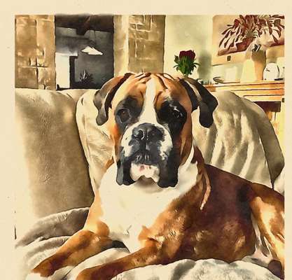 Der Hund als Cartoon-Beitrag-Bild