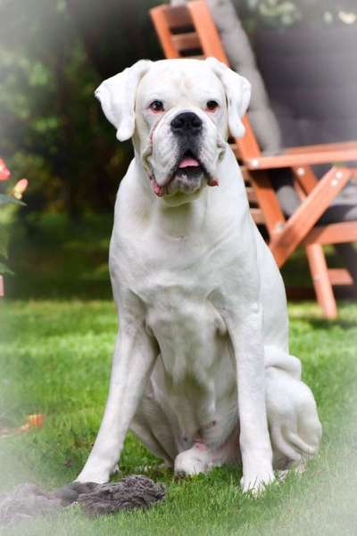 Zeigt mal die schönsten Bilder von euren Hunden !-Beitrag-Bild