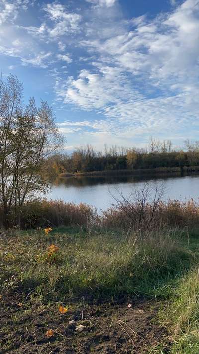 Die wunderschöne Welt mit Hund.-Beitrag-Bild