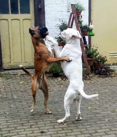 Zeigt mal die schönsten Bilder von euren Hunden !-Beitrag-Bild