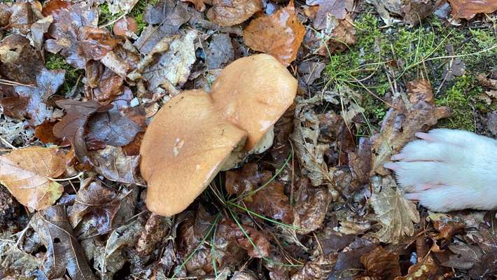 Die wunderschöne Welt mit Hund.-Beitrag-Bild