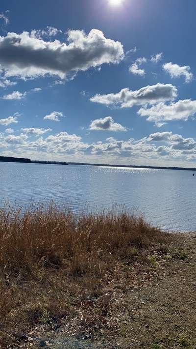 Die wunderschöne Welt mit Hund.-Beitrag-Bild