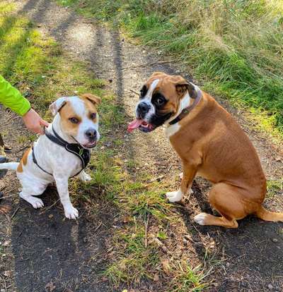 Bester Freund, Hundekumpel - zeigt her!-Beitrag-Bild