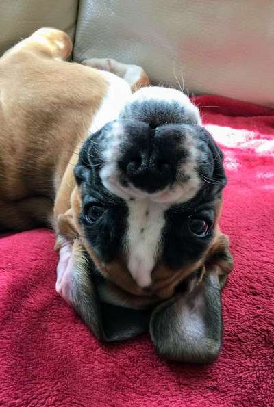 Zeigt mal die schönsten Bilder von euren Hunden !-Beitrag-Bild