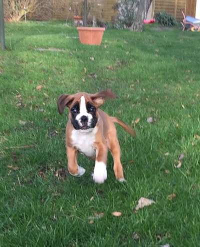 Welpen Bilder !-Beitrag-Bild