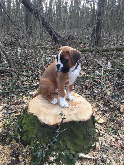 Dein Hund im Dogorama-Kalender 2021-Beitrag-Bild