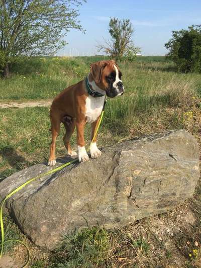 Welpen Bilder !-Beitrag-Bild