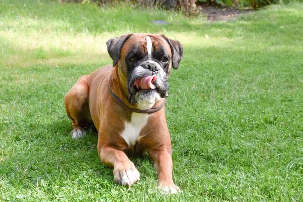 Zeigt mal die schönsten Bilder von euren Hunden !-Beitrag-Bild