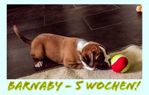 Als Welpen sind sie alle noch süßer-Beitrag-Bild