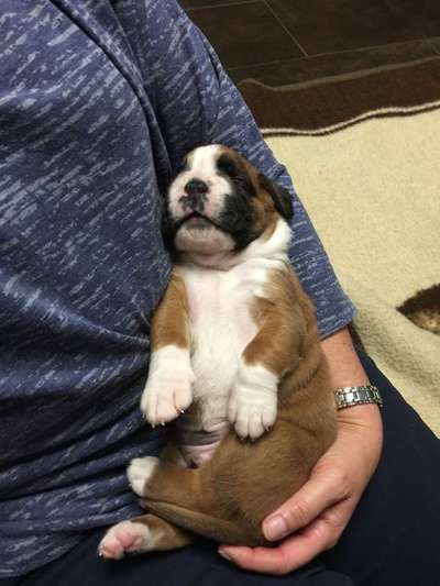 Welpen Bilder !-Beitrag-Bild