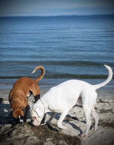 Mehrere Hunde zuhause !-Beitrag-Bild