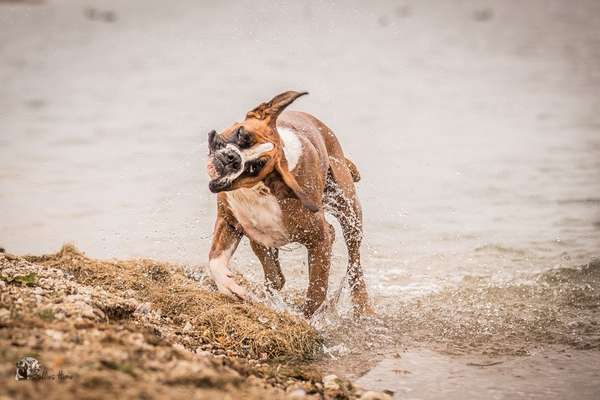 Lustigsten Grimassen von euren Hunden-Beitrag-Bild