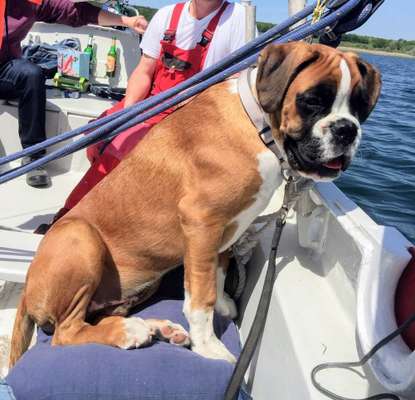 Zeigt mal die schönsten Bilder von euren Hunden !-Beitrag-Bild