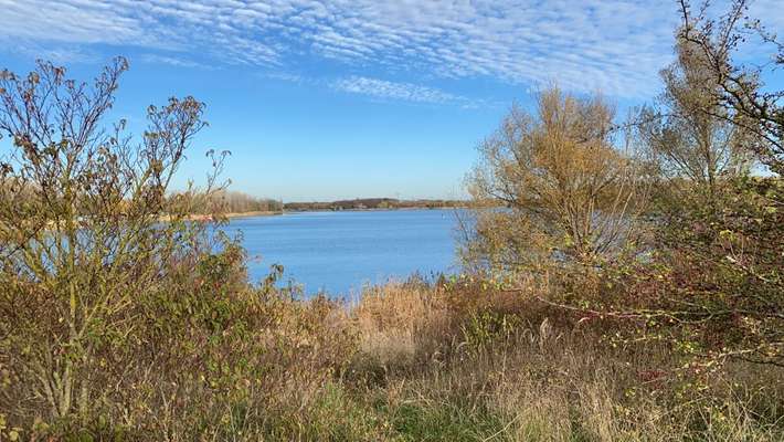 Die wunderschöne Welt mit Hund.-Beitrag-Bild