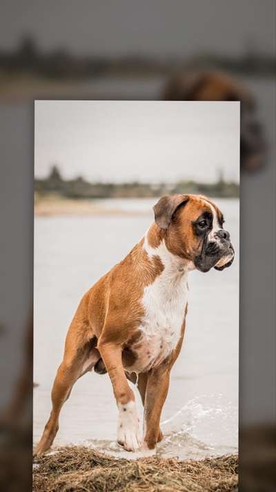 Deutsche Boxer-Beitrag-Bild