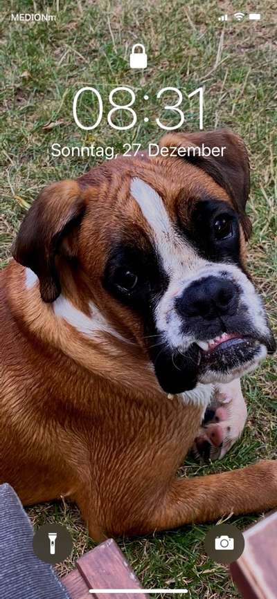 Welpe mit Vorbiss-Beitrag-Bild