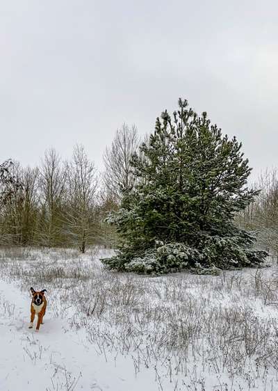 Die wunderschöne Welt mit Hund.-Beitrag-Bild